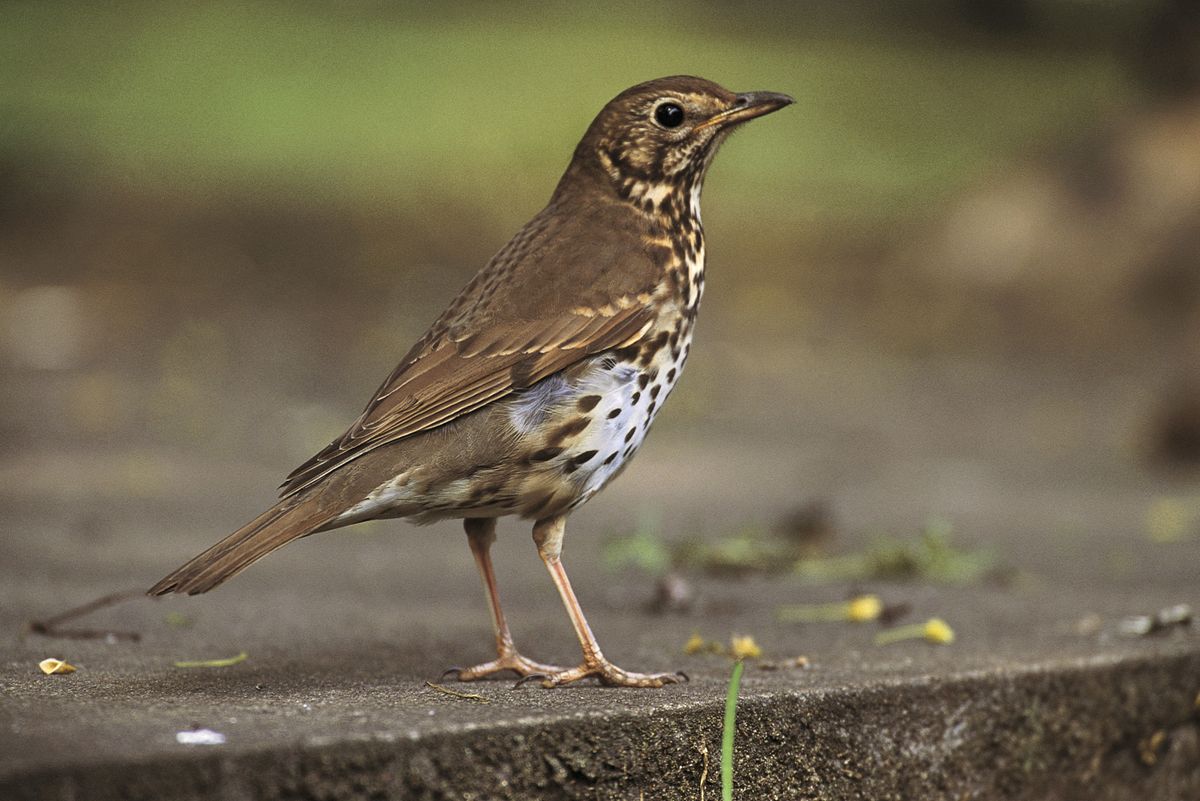 Birds