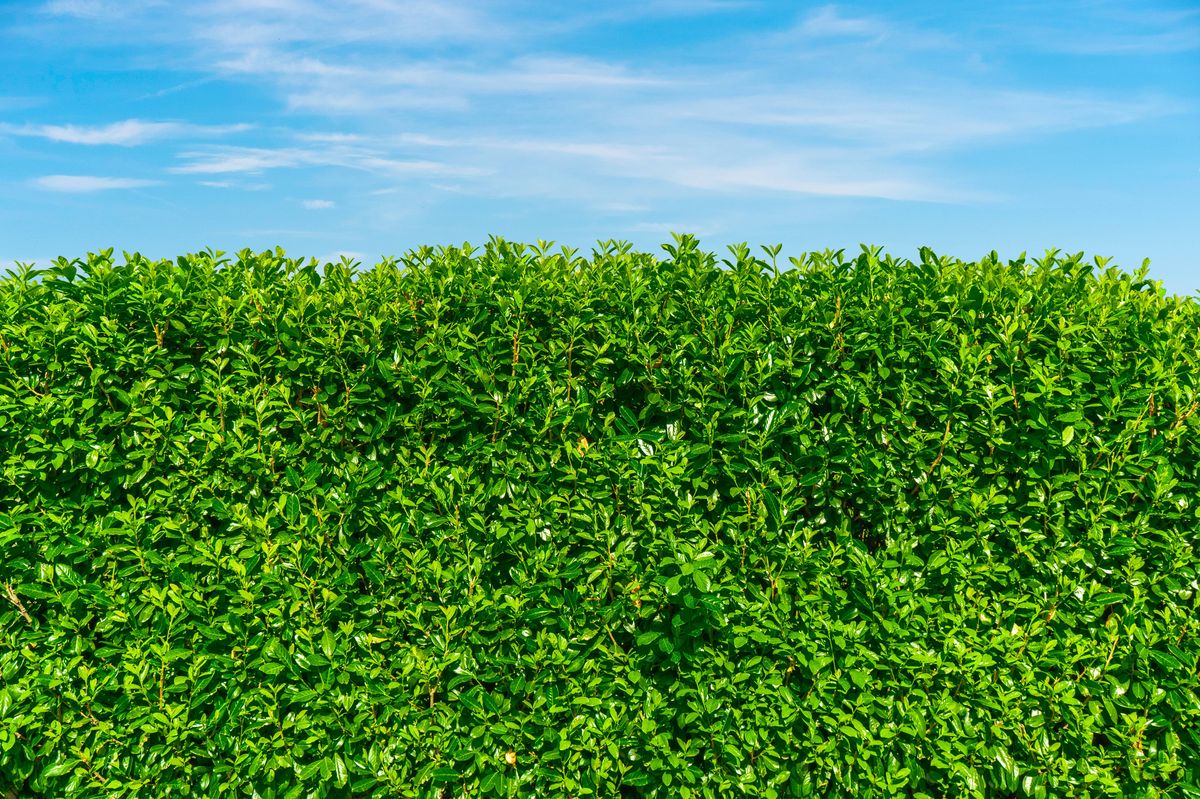The pictures shows a big green hedge against blue sky. 
Greening, gardening and nature in the suburban environment. Accurately trimmed hedge. Nature awareness and gardening in own backyard. Habitat for animals in the suburbs. Personal Co2 footprint, sustainability. Garden in summer. Green wall of plants as a privacy screen. Privacy on your own property from neighbors.