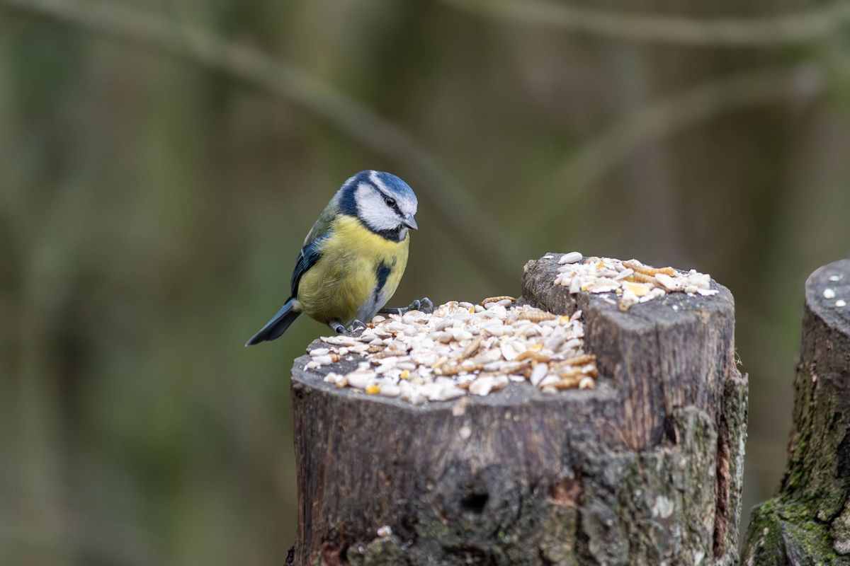 Blue Tit