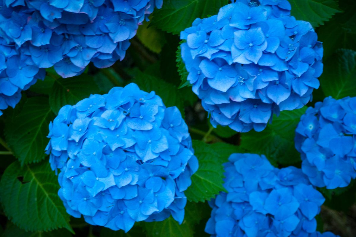 Blue hydrangea bush