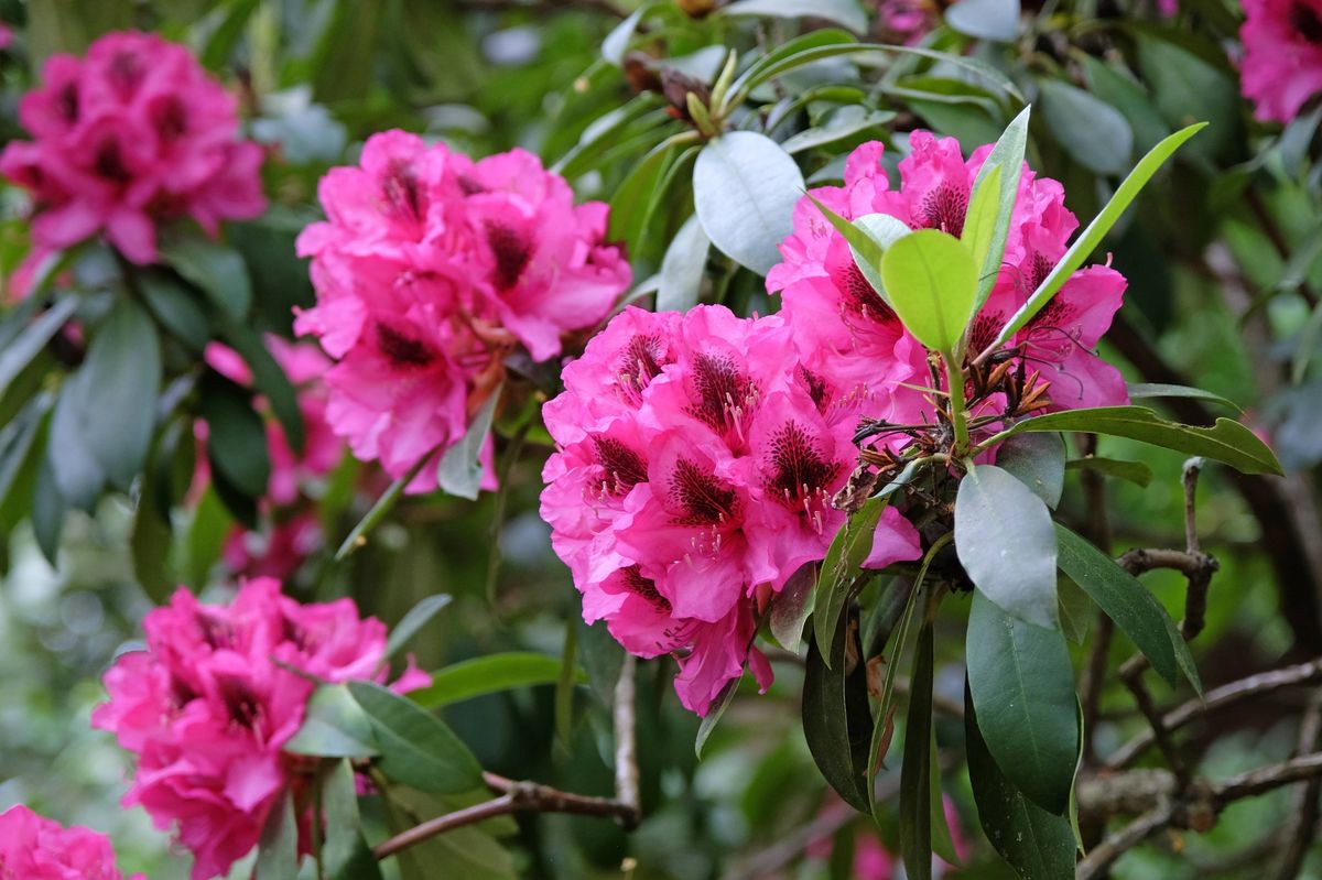 Bright pink Rhododendron azalea 'Viscount Powerscourt' in flower.