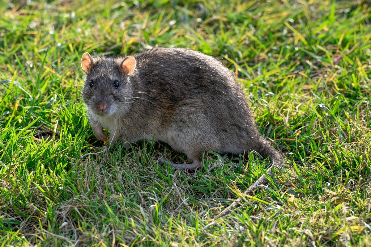 Brown rat in a garden looking at camera.