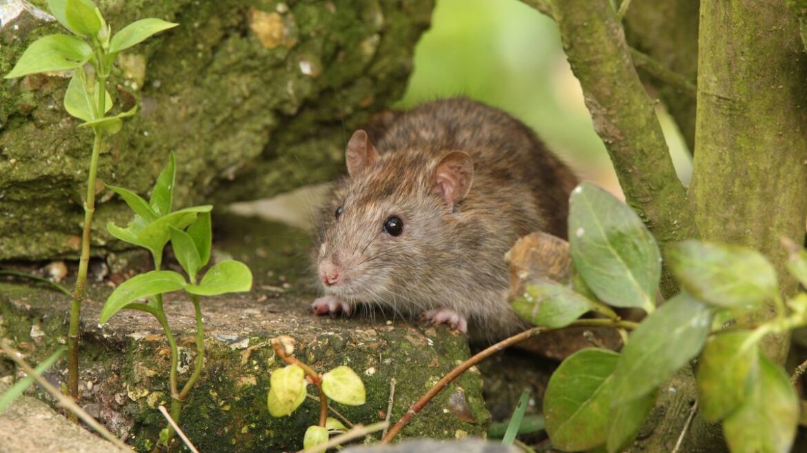 I asked experts which plants help deter rats and mice — they all said the same thing Daily Mirror