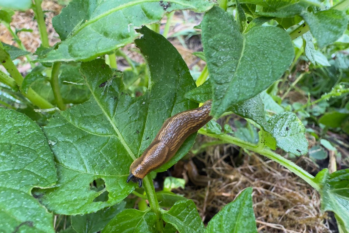 Brown slug on green leaf in vegetable garden. Close-up highlights pest impact on crops. Natural scene with agricultural relevance and biodiversity context.