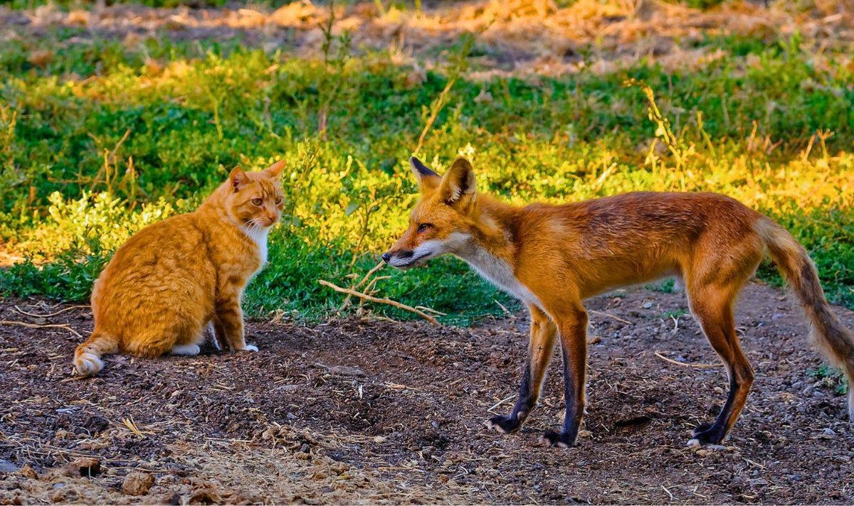 Cats and foxes will stop peeing in gardens if sprayed with an everyday item in spring