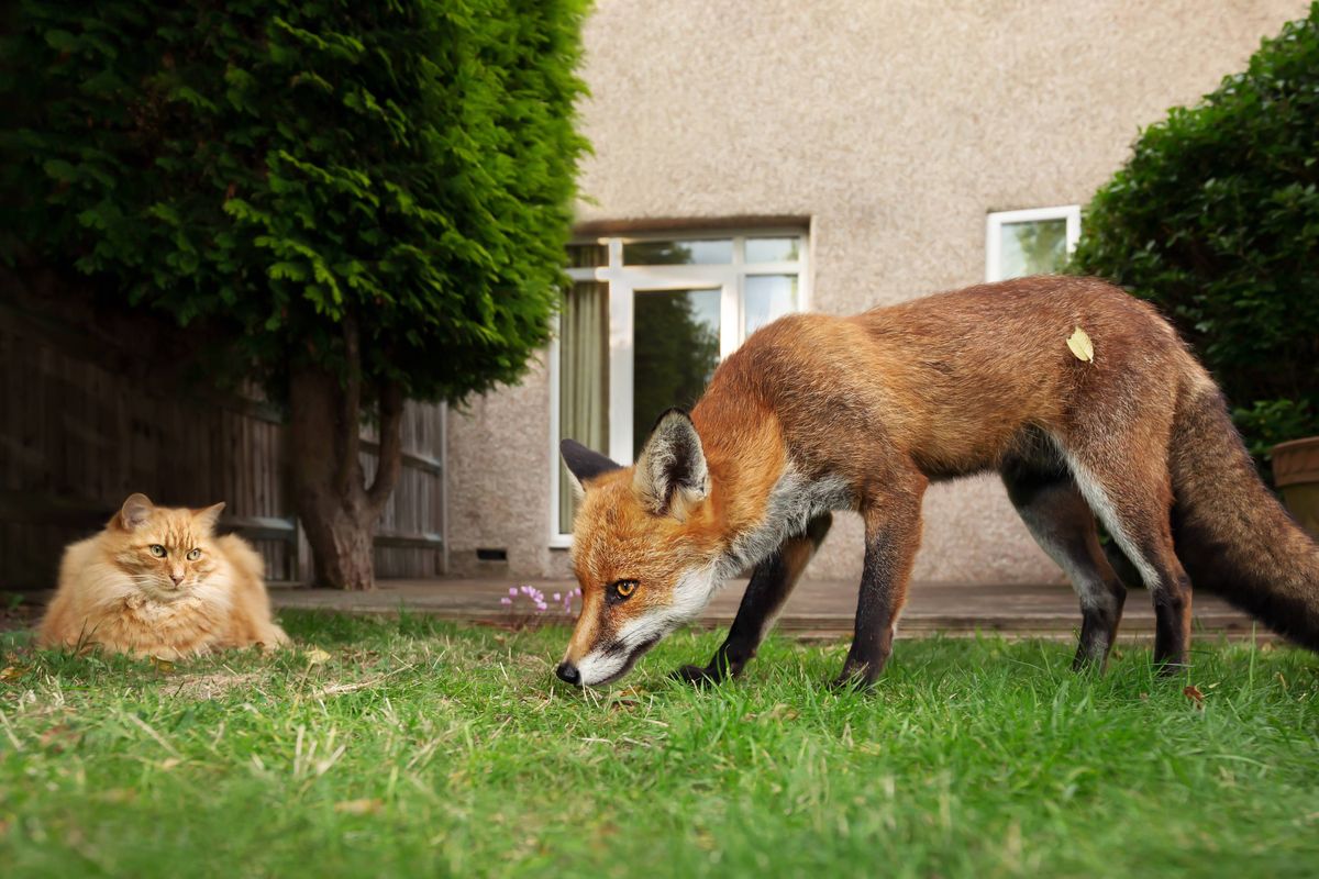 Close up of a cat and fox in the garden, UK.