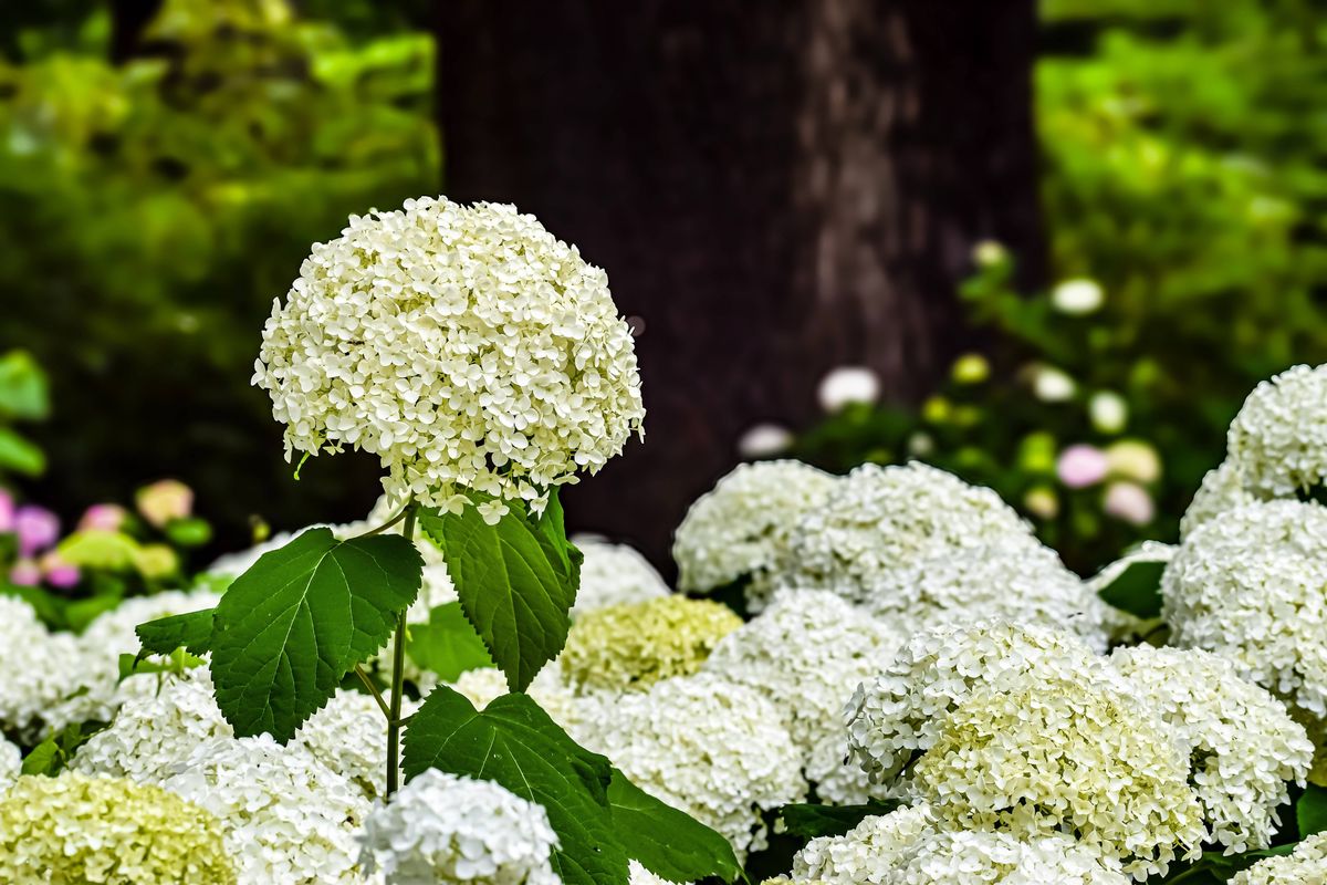 A detailed view of a large, spherical white hydrangea blossom surrounded by other flowers and green foliage, creating a natural garden scene