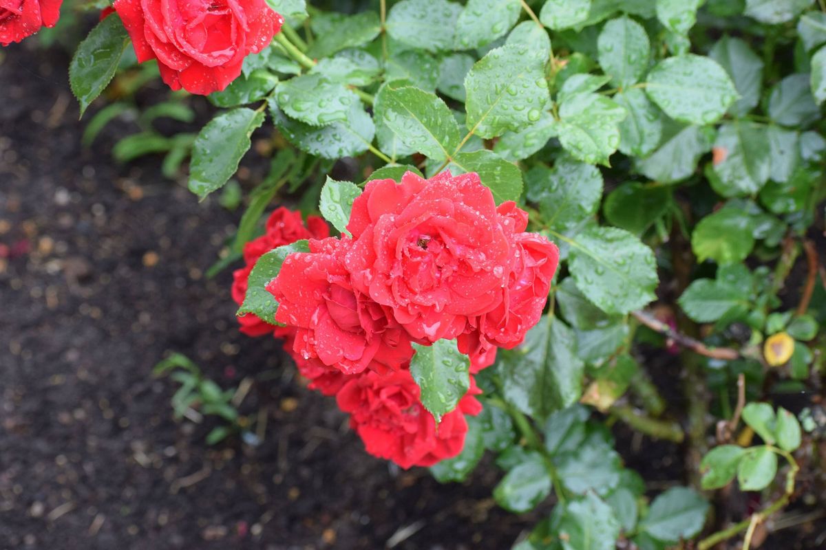 Close-up of vibrant red roses with water droplets on petals and green leaves