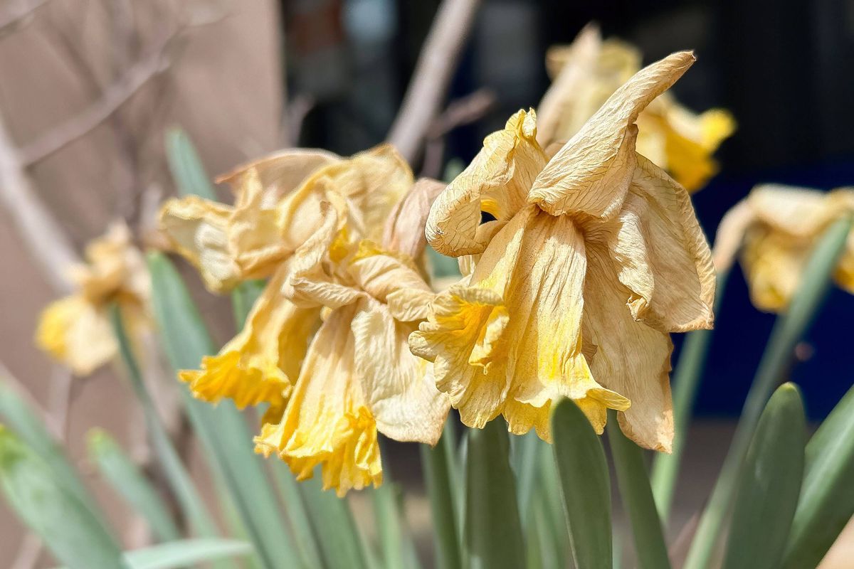 Close-up of wilted yellow daffodils in outdoor garden setting