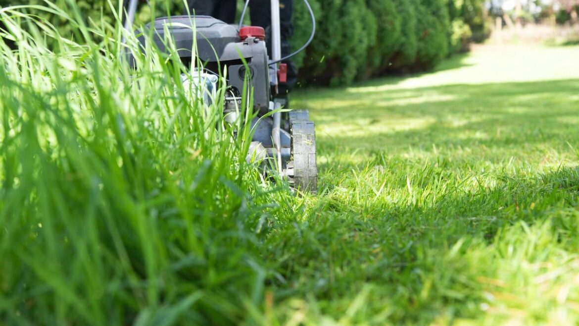 Immaculate lawn edges every time with gardener’s ‘easy and effective’ method Wales Online