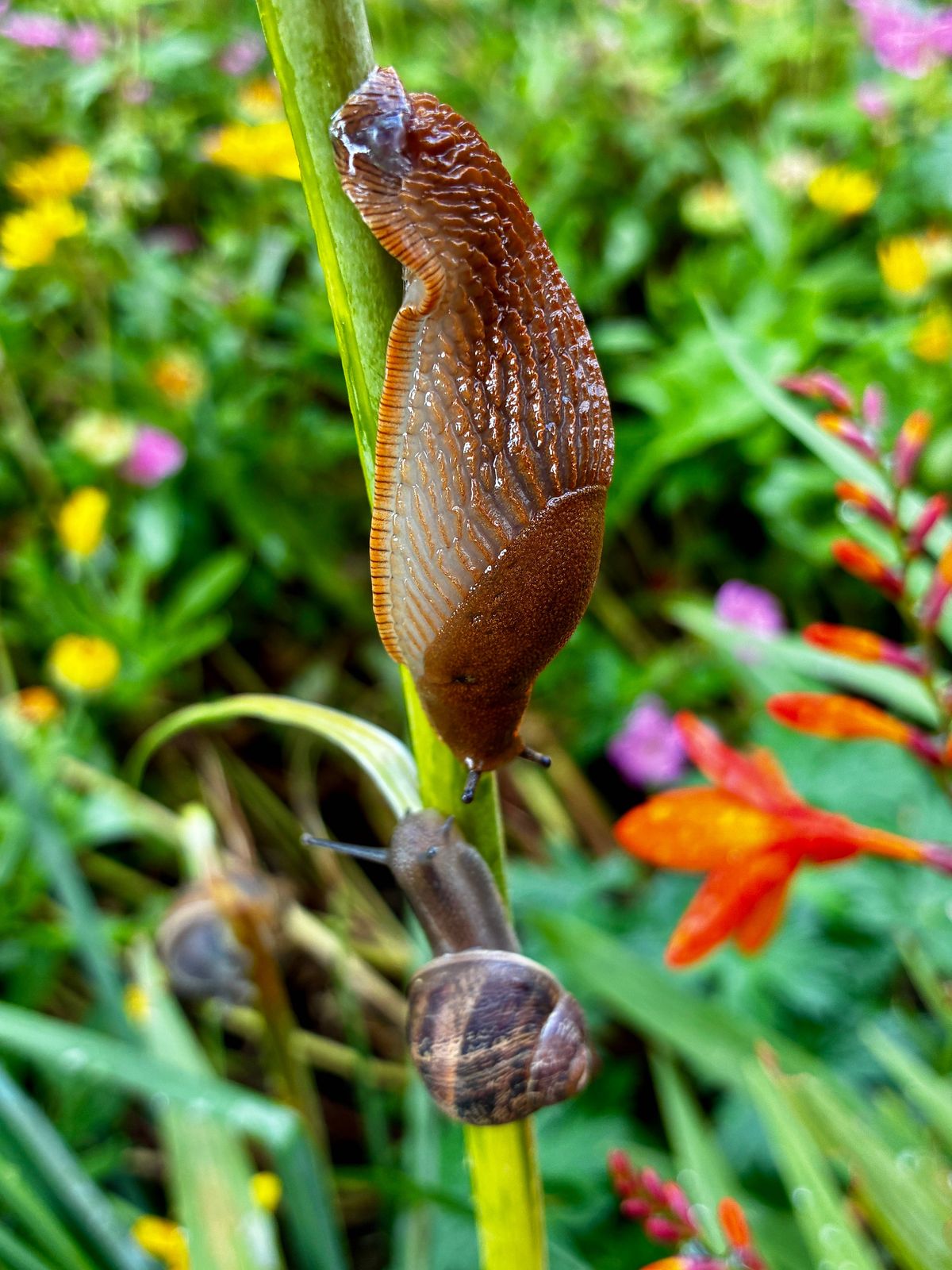 Slug in the garden