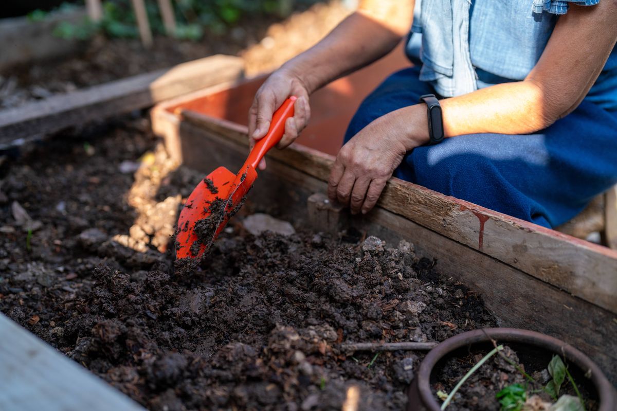 Hand of elderly shovel in soil in the plots, Make the composting from the kitchen waste transforming scraps into soil, Kitchen waste composting, reduce of lost resources taken up by food waste, throwing leftovers impact the environment, produce nutrient soil promoting sustainable gardening