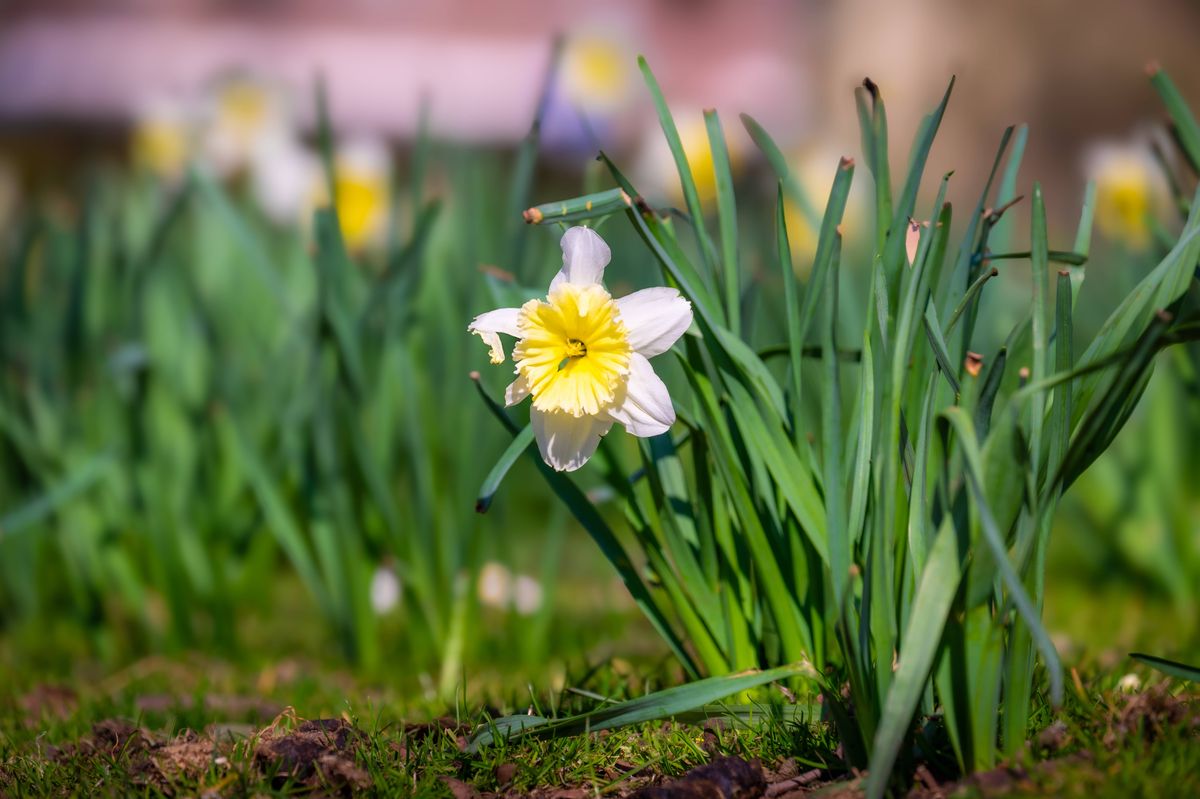 Single white and yellow daffodil flower in full bloom surrounded by green leaves and grass