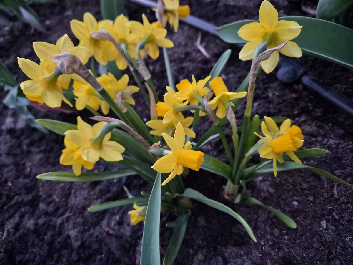 Daffodils in garden