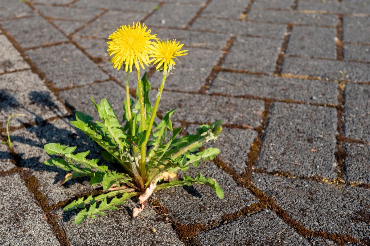 Dandelion weed on a patio