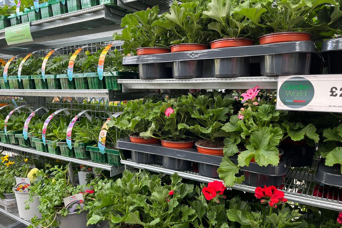 Some of the plants for sale at Home Bargains