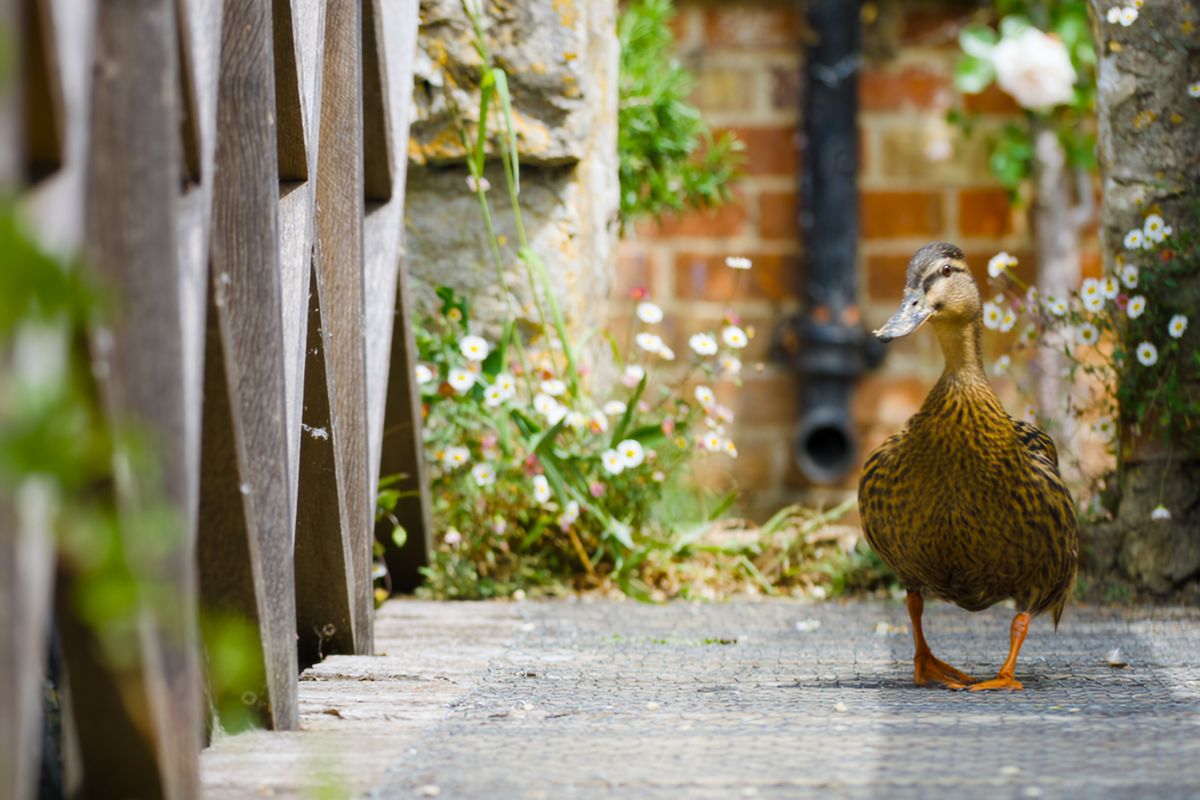 Doris the duck