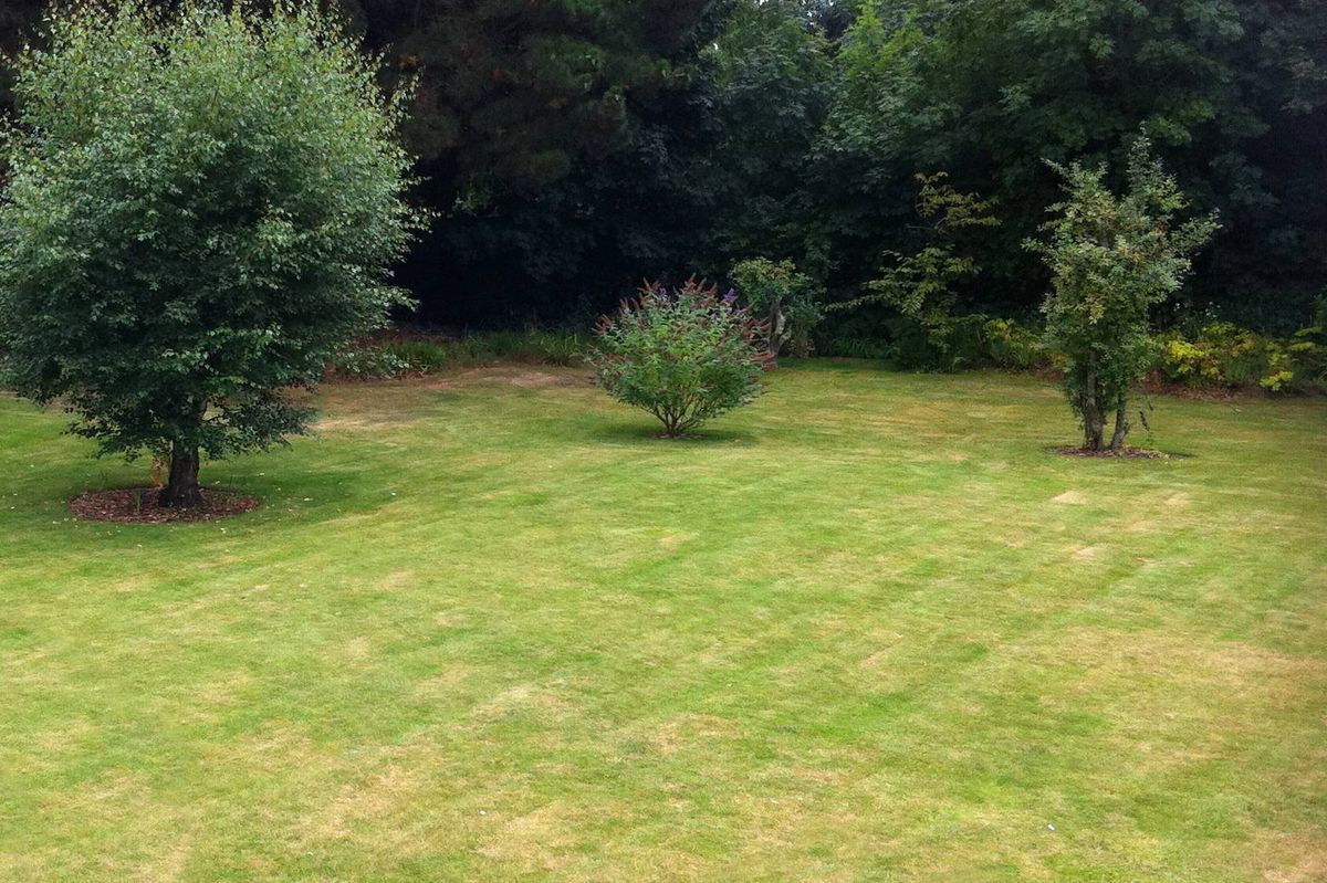 Lawn in need of care