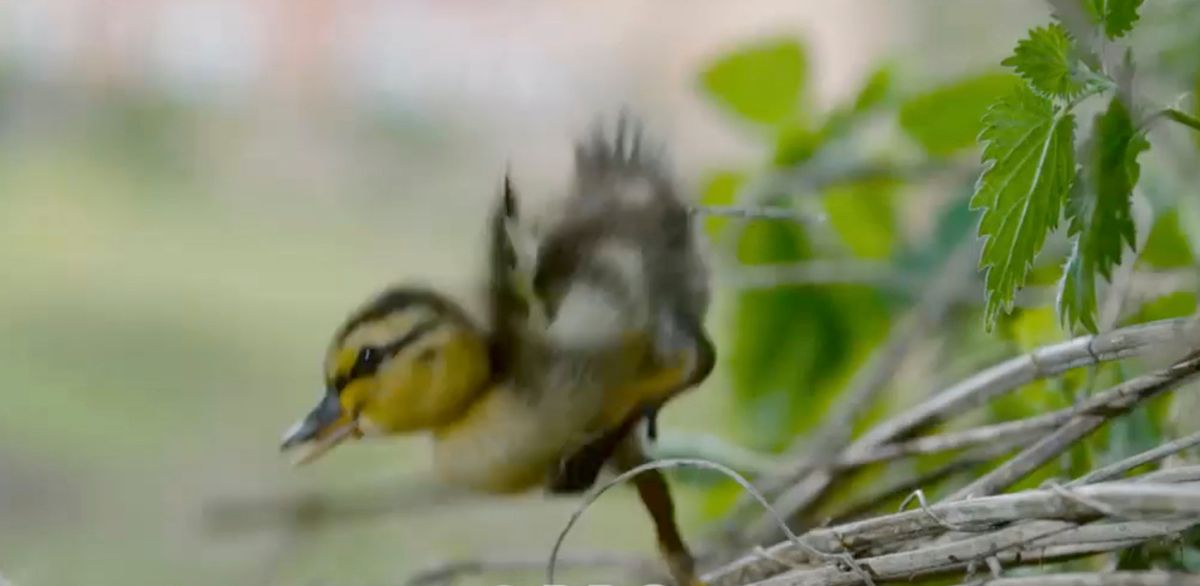 baby chick