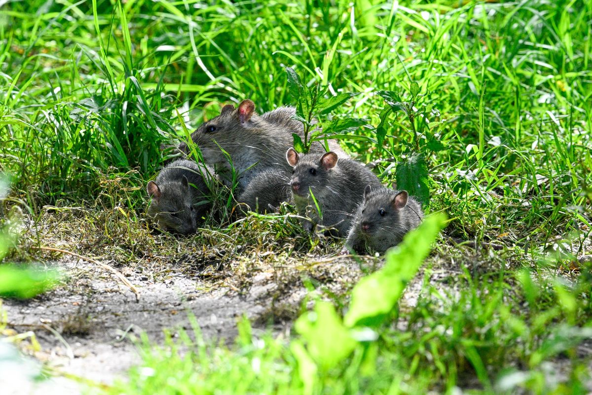 Brown rats breed year-round in warm environments they peak during spring. They reach sexual maturity as early as 5 weeks old. Gestation Period is around 21–23 days. Litter size: is usally 6 to 12 pups per litter. A female can produce up to 7 litters per year under optimal conditions. Due to their high reproduction rate, infestations can grow quickly if not controlled. Brown Rats carry many nasty diseases which they can spread to humans, normally through their urine. including; Leptospirosis or Weil's disease, Salmonella, Listeria, Toxoplasma gondii and Hantavirus. Brown Rats can inflict a great amount of structural damage. Rats feed on grain and may be attracted to your garden by fallen food from bird feeders. Stop feeding birds if you suspect rats are visiting your garden and secure chicken runs. Store bird and other animal food in secure containers.