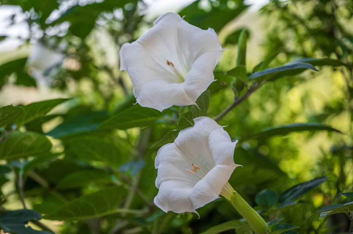 Flower Stramonio Datura or Devil's Trumpet.