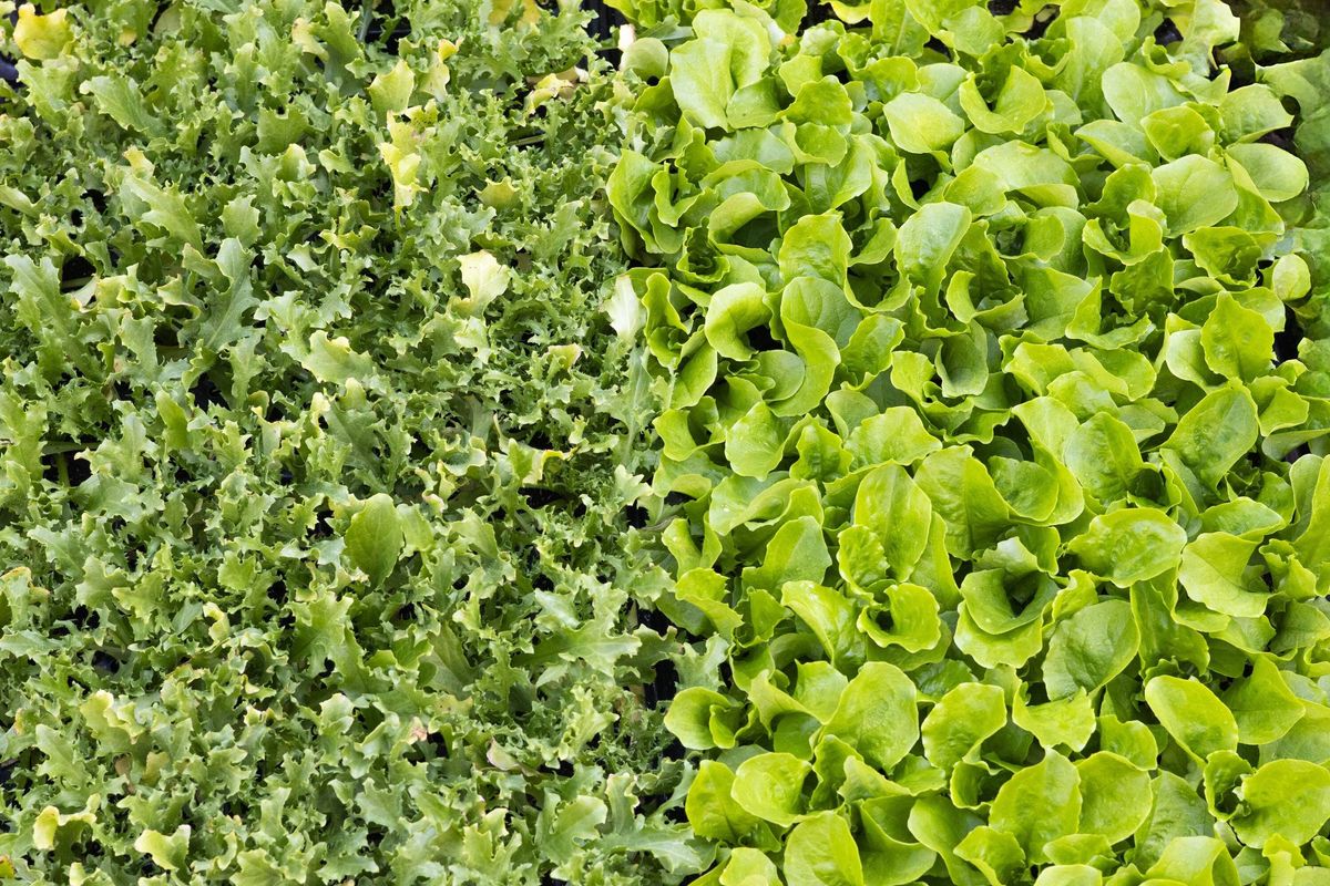 Fresh Organic Lettuce Varieties Background - Green Salad Leaves Texture