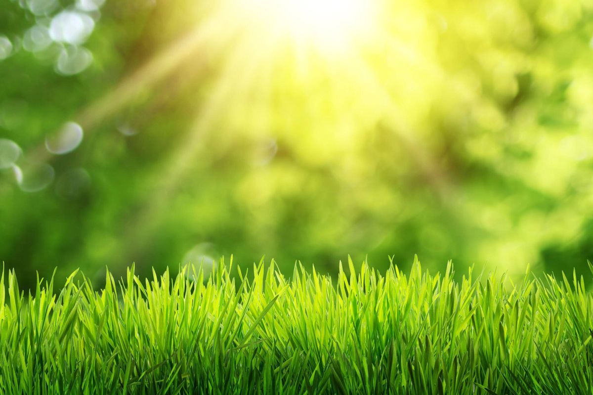 Fresh green grass in the foreground against a spring backdrop with bokeh and sunbeams.