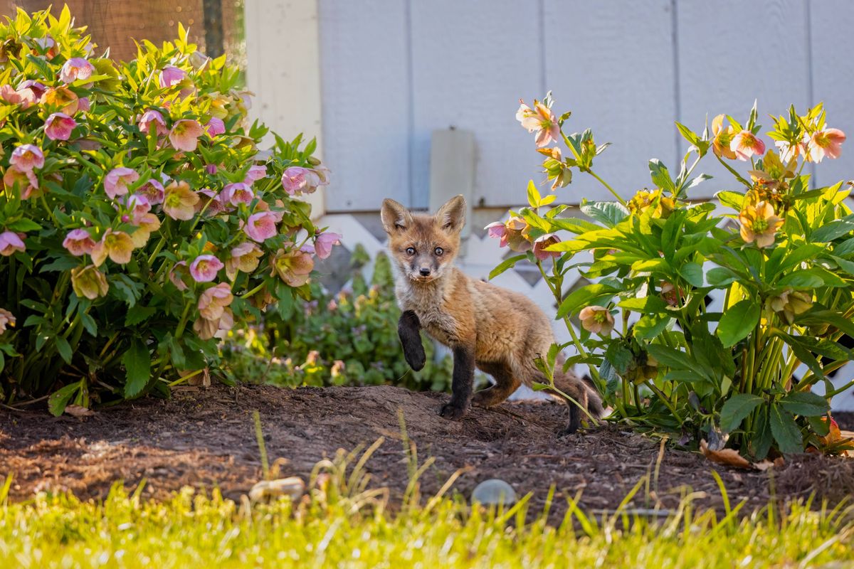 A baby Red Fox kit explores the farmhouse garden outside of its den as Spring brings flower blooms and sunshine.