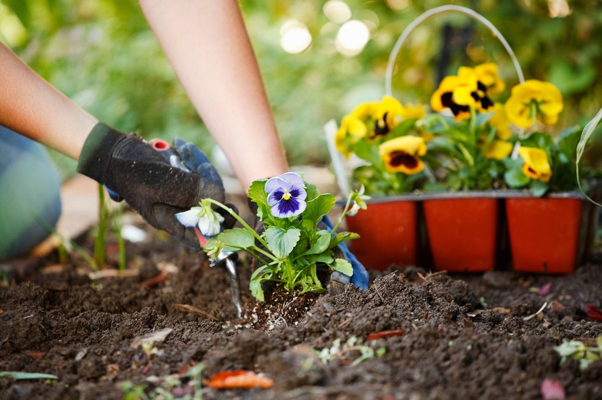 A pair of hands working with gardening tools on freshly worked soil.