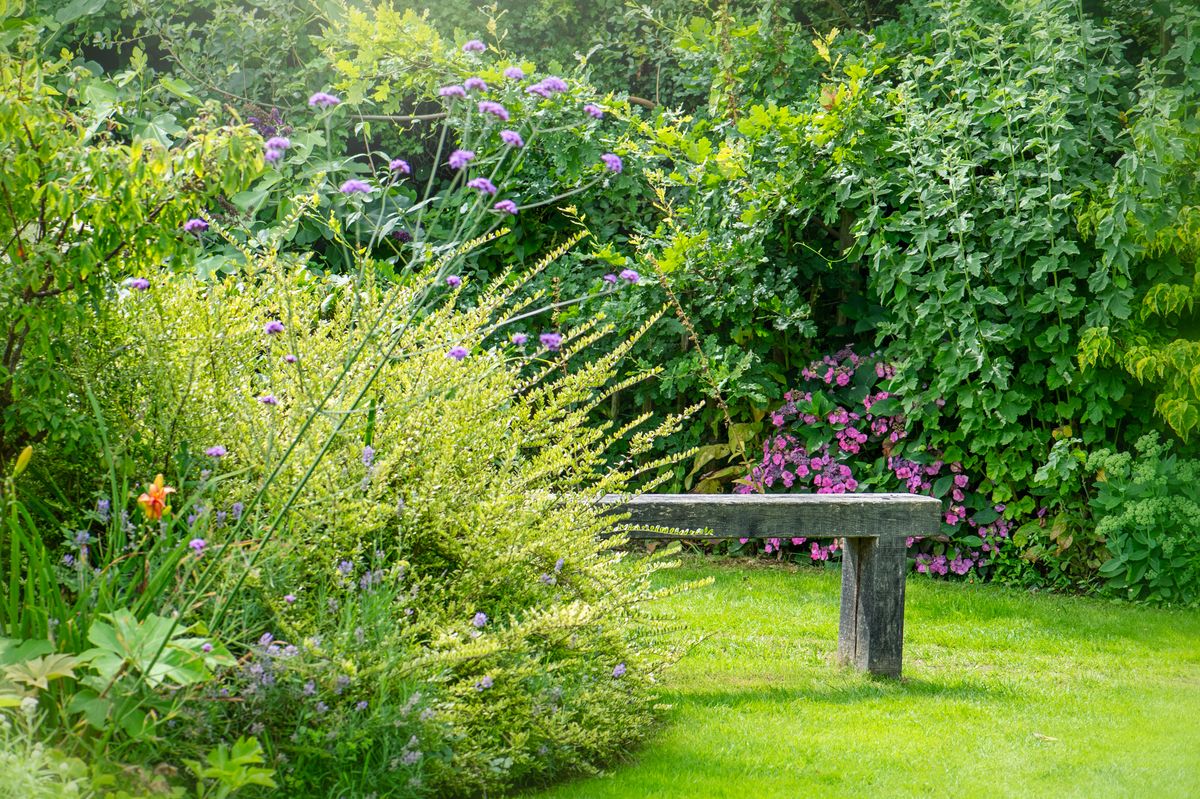 Beautiful back garden with blooming flowers and plants and a wooden bench