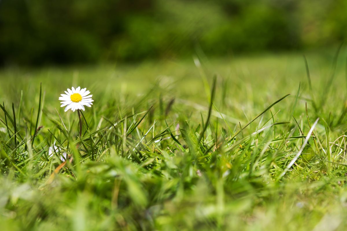 Daisy in a lawn