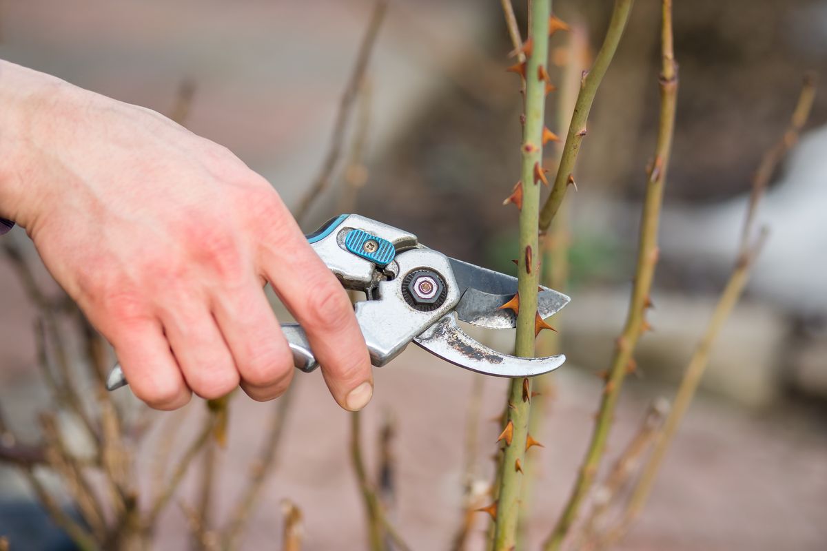 A gardener man cuts branches of bushes and trees in his garden. Spring garden work on the care of trees and plants.