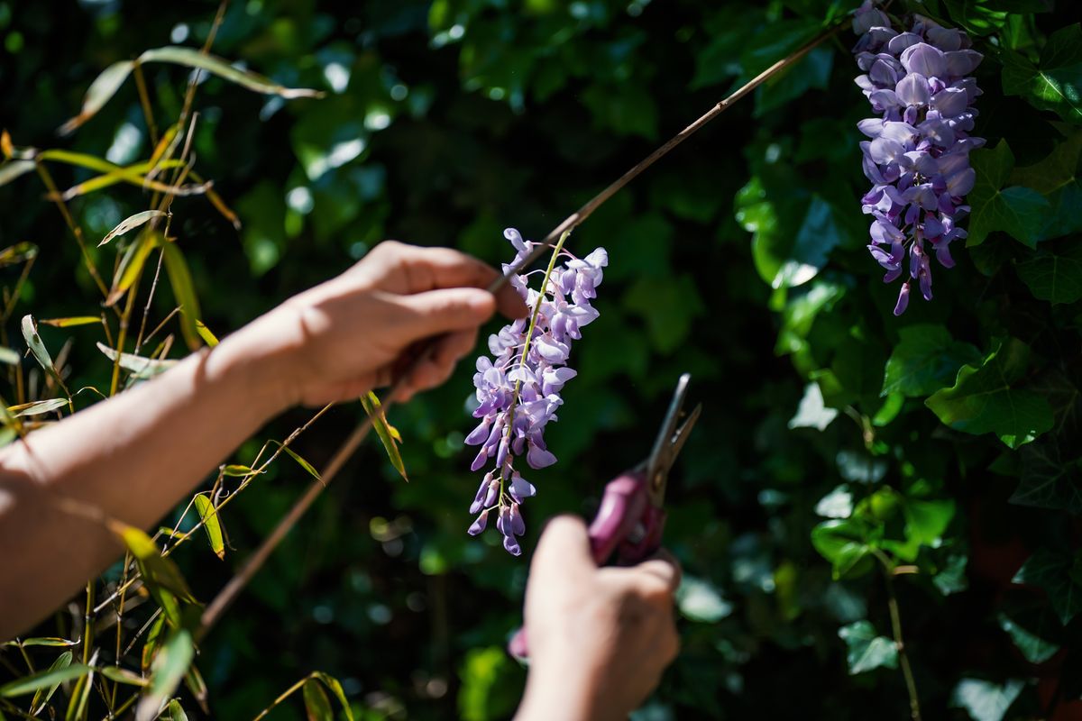 Gardening - Cutting wisteria with scissors in a garden under the sunlight
