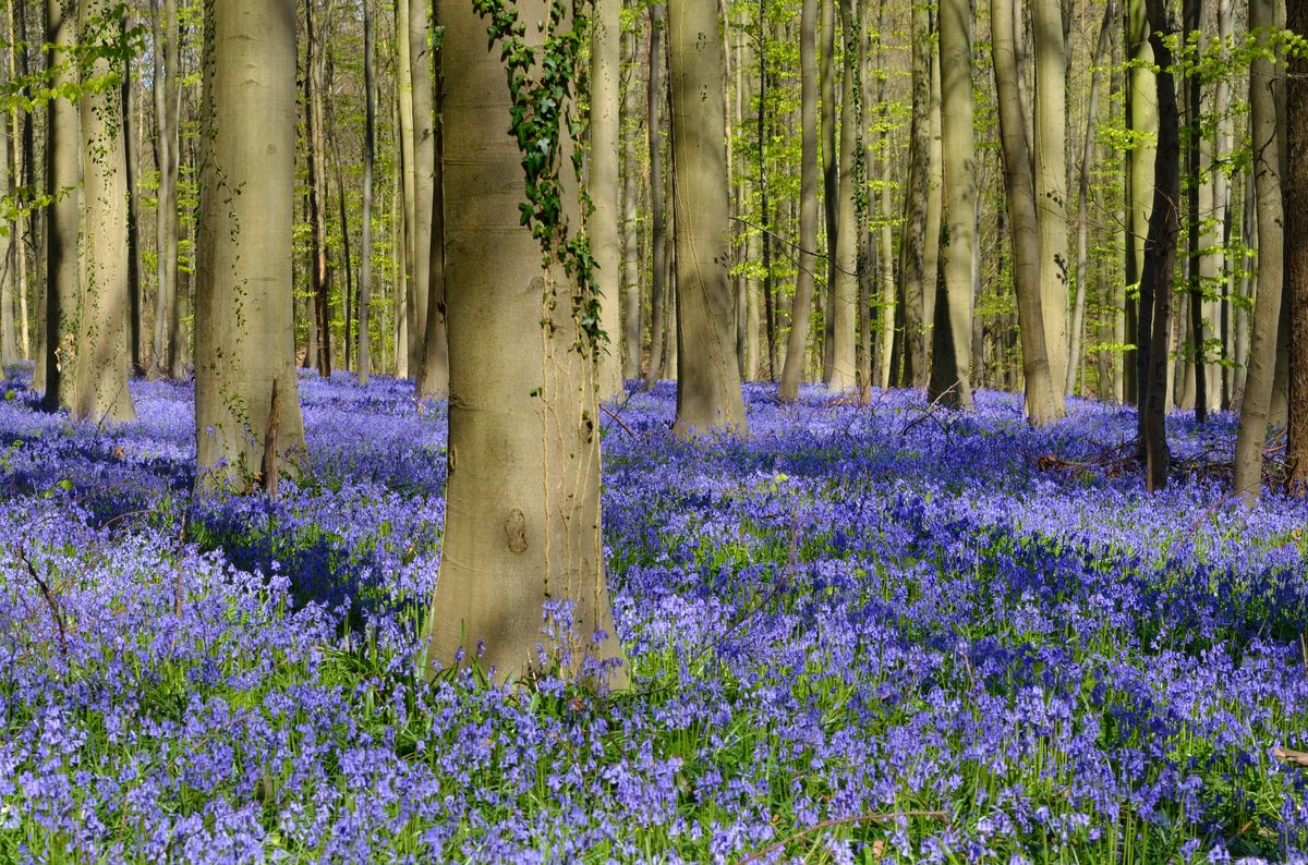 A bluebell wood