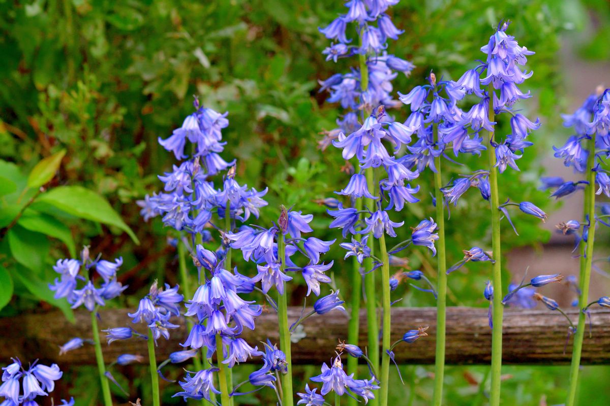 Hyacinthoides hispanica, commonly called Spanish bluebell