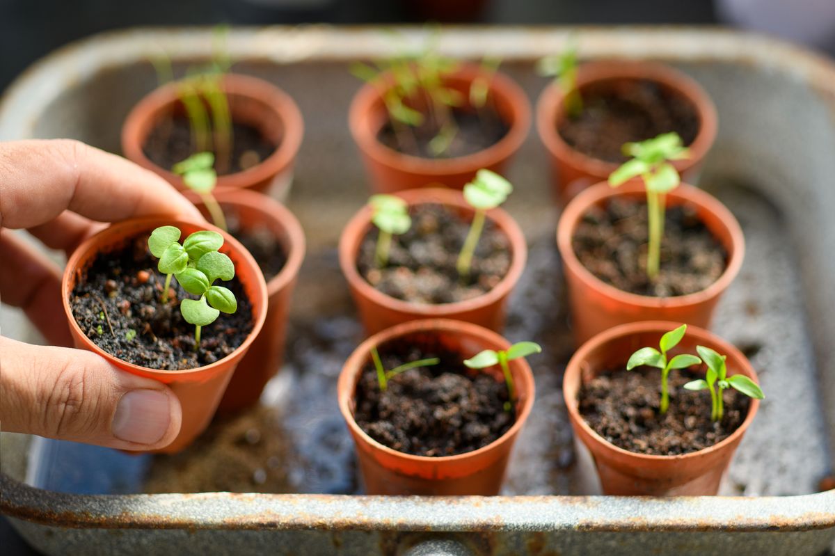 A close-up of male hand holding a flower pot with a plant with other pots as background