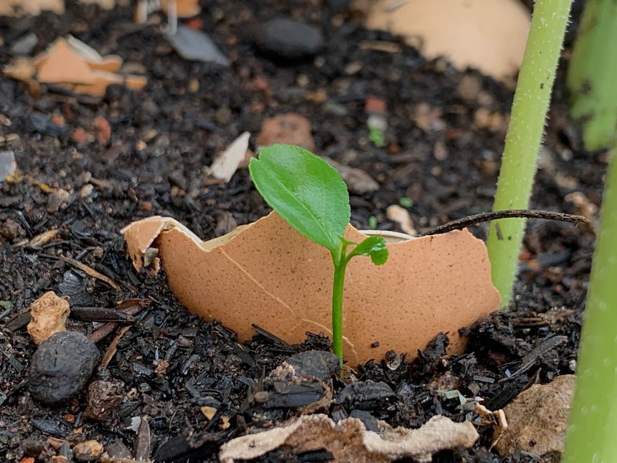 Eggshell in plant pot
