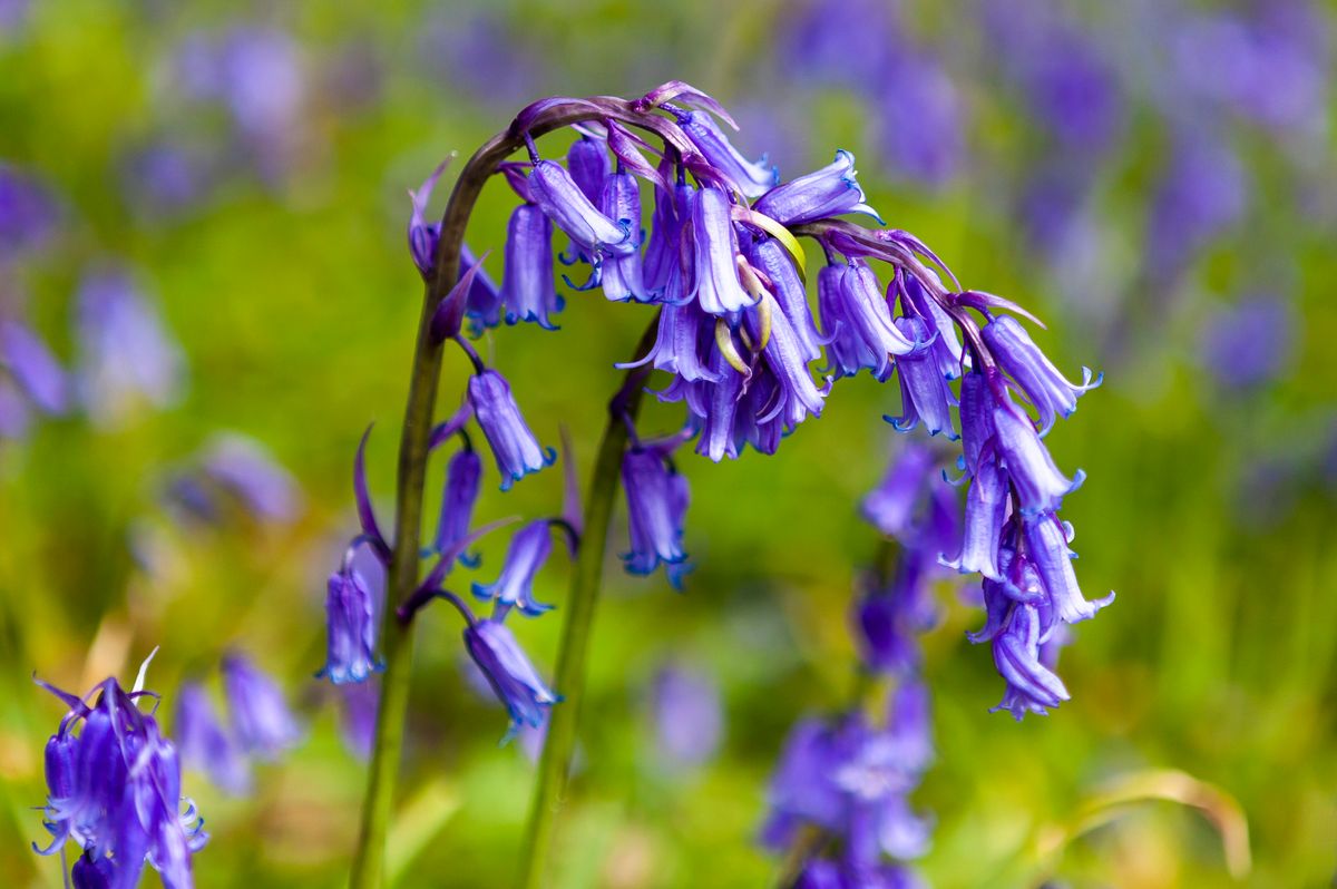 Common bluebells in the UK