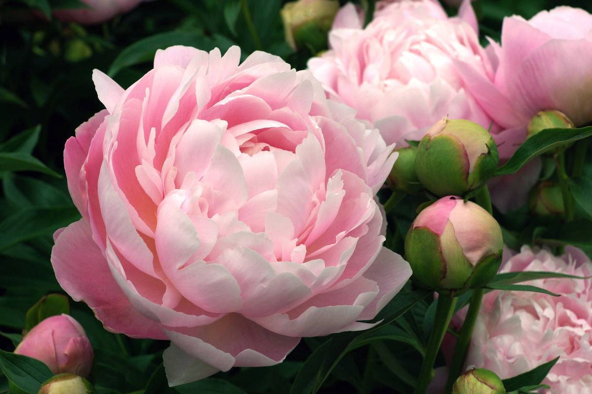 Double pink peony Mrs. Franklin D. Roosevelt close-up. Horizontal photo.