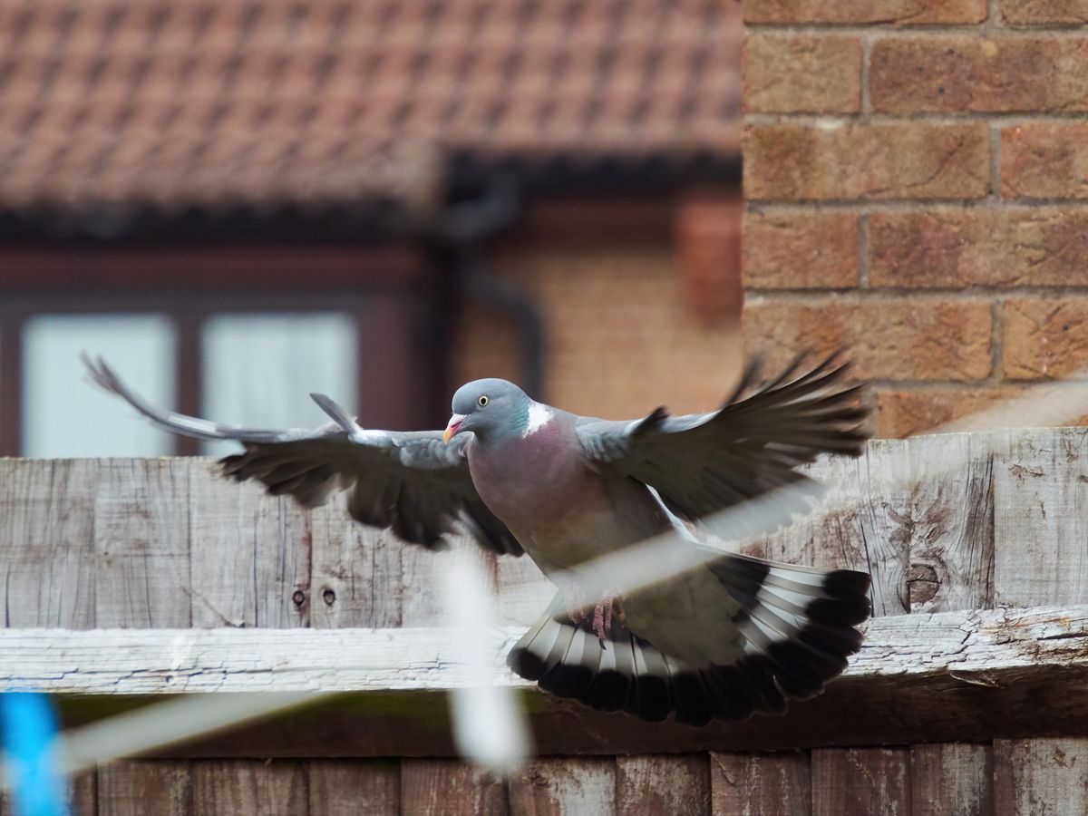A pigeon flying into garden