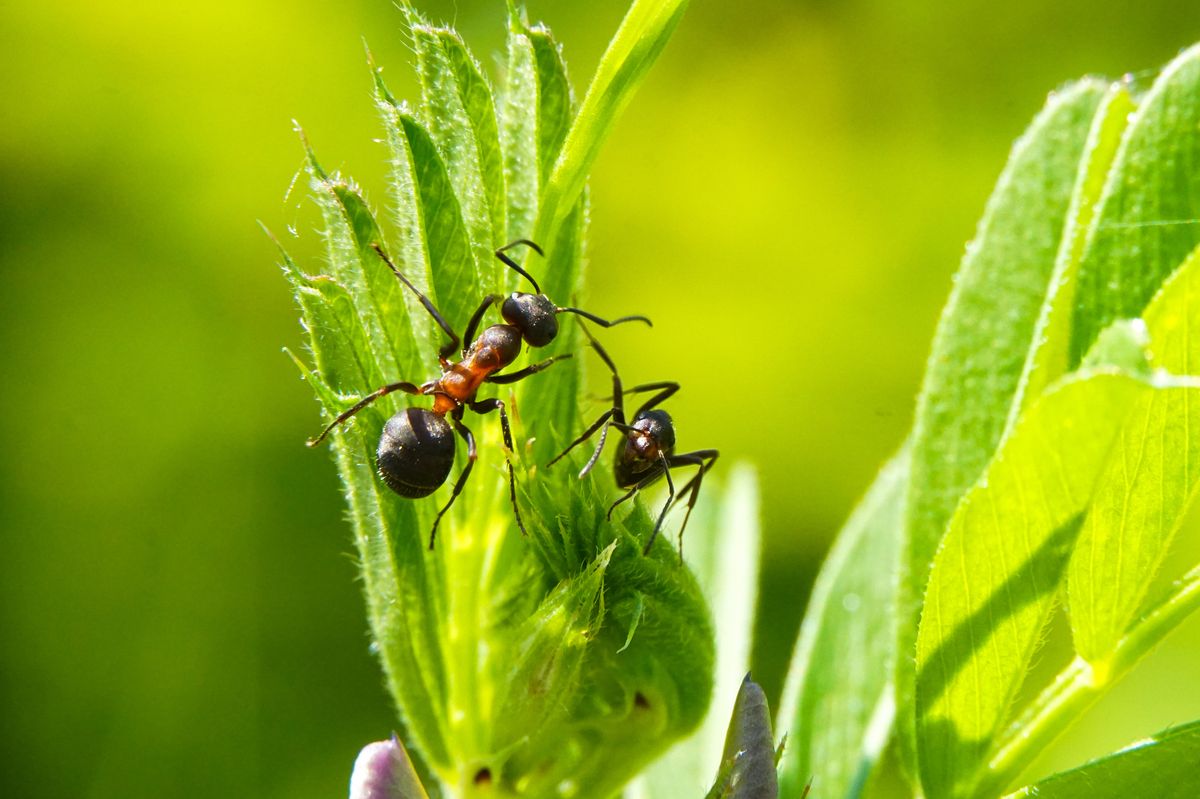 ants are looking for food on green branches. Work ants are walking on the branches to protect the nest in the forest