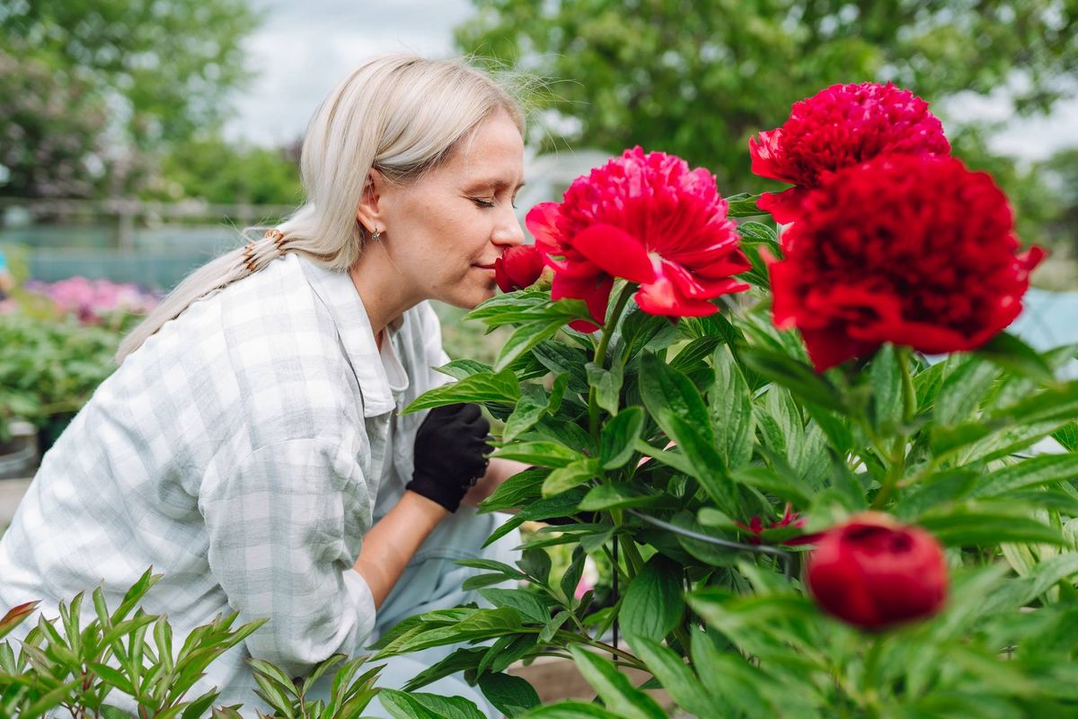 Middle age smiling woman worker in plaid shirt smells flowering red peonies in the garden.