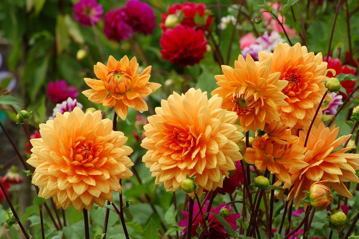 A bed of orange dahlia