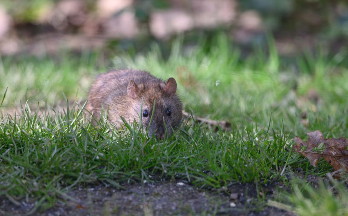 Brown Rats in grass