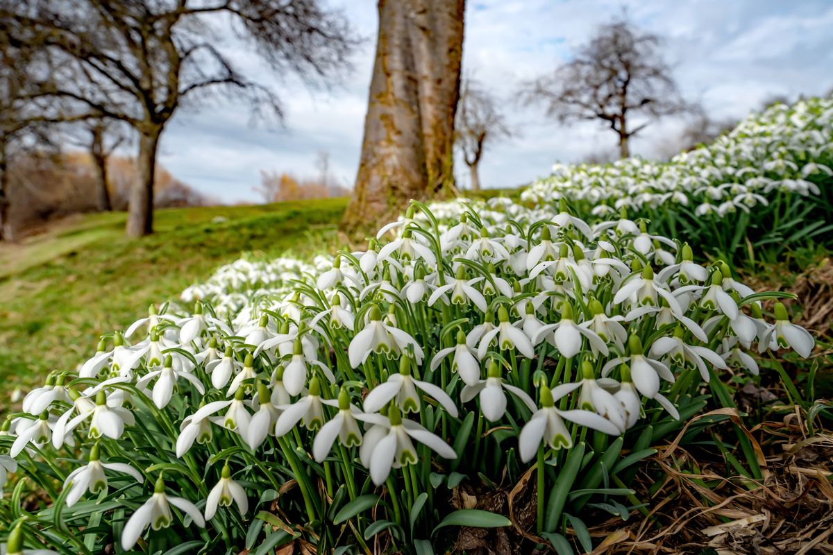 Snowdrops