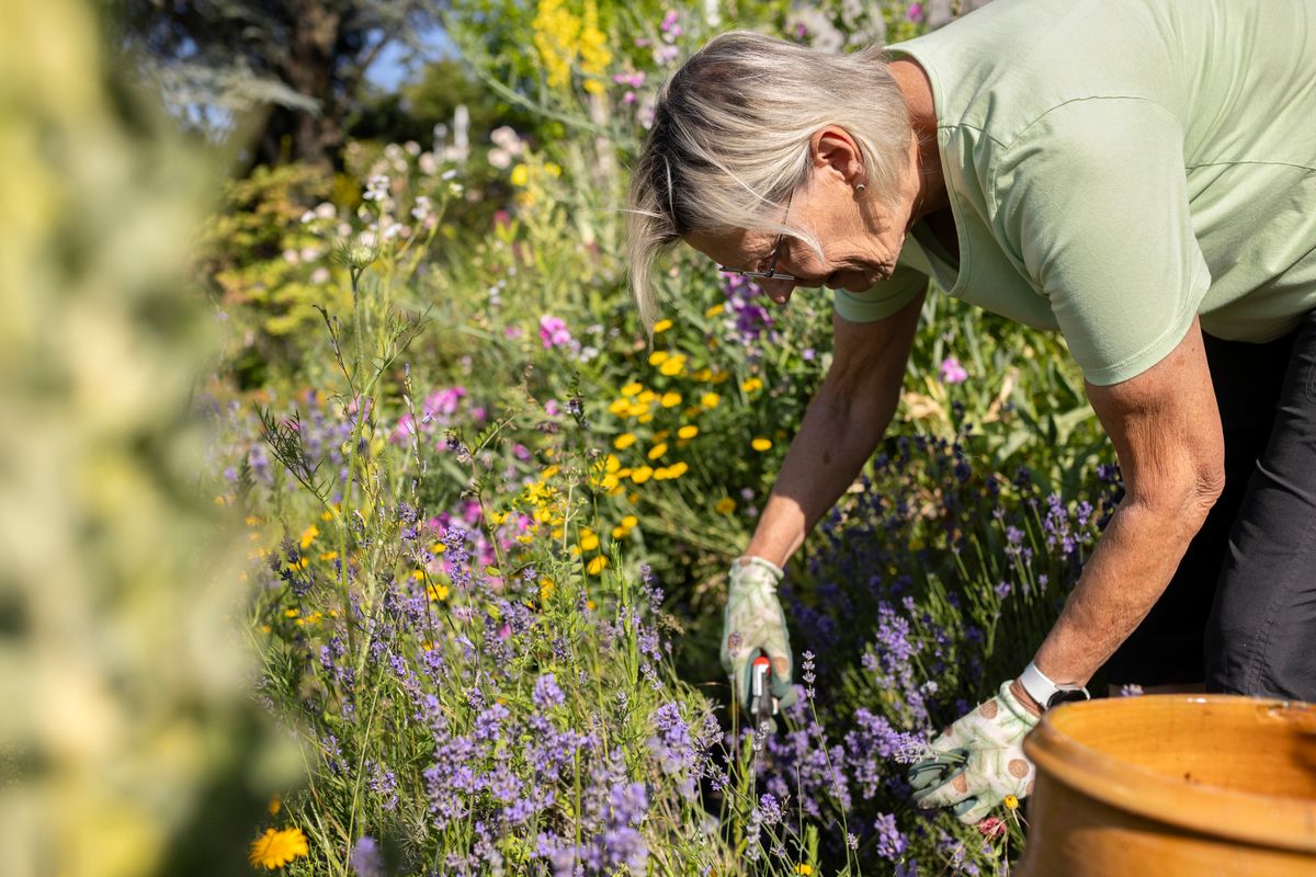 Man in garden with lavender