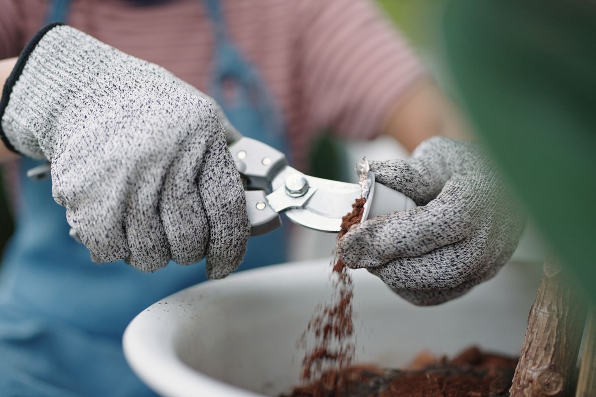 Using coffee grounds in the garden
