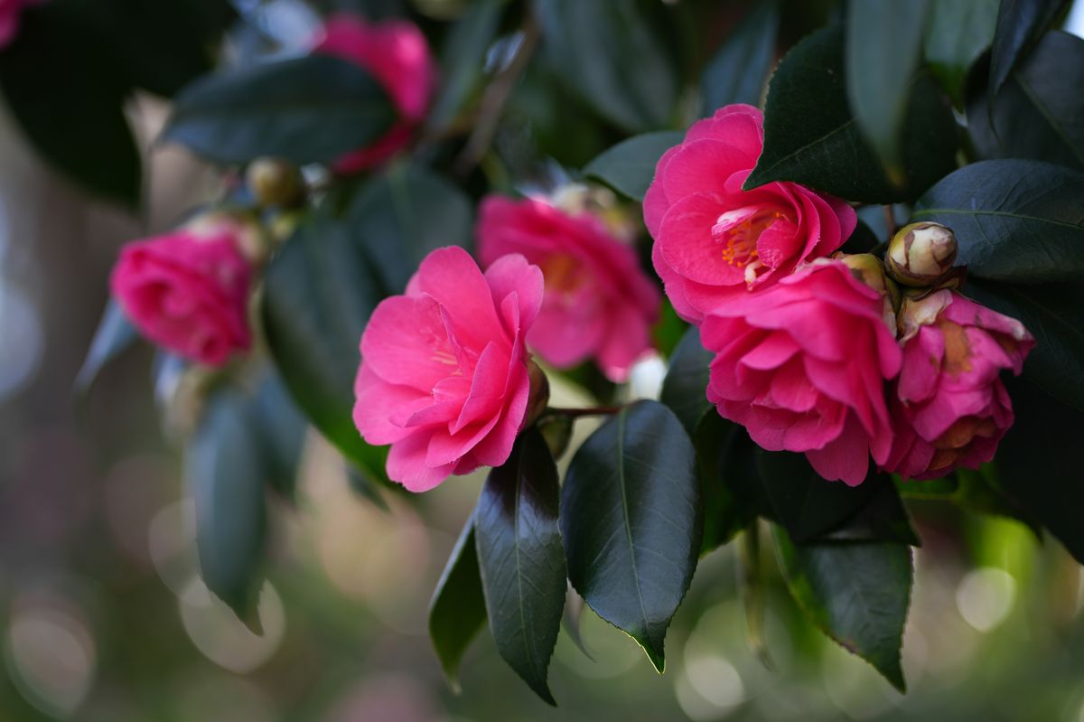 Close-up of pink Camellias in bloom.