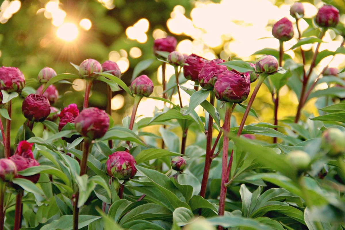 Red peony buds ready for harvest.