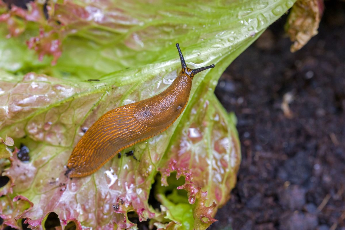 Slug on plant
